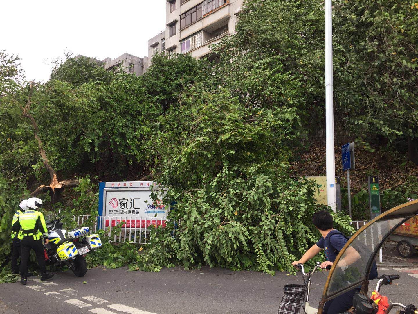 惊险！东莞交警巡逻途中被树砸