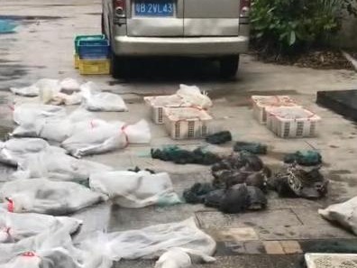 谷哥特搜 | 东湖公园竟有人放生蛇！谁来管一管？