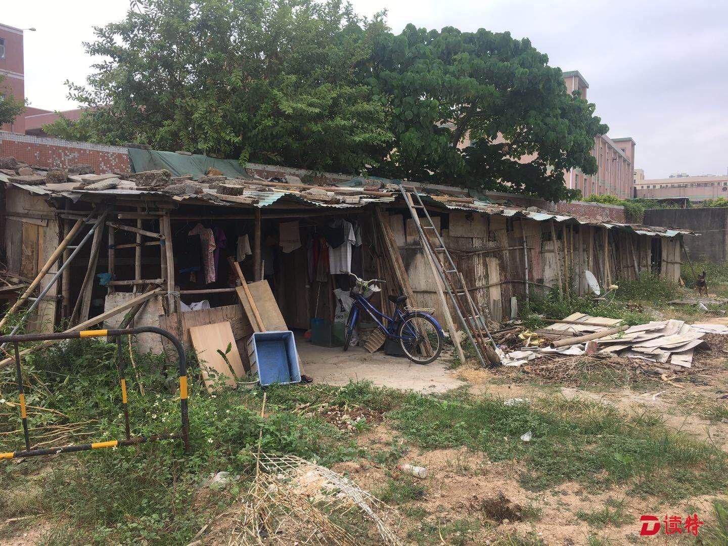 河边搭棚种菜污染水源，坪山街道清拆违法搭建