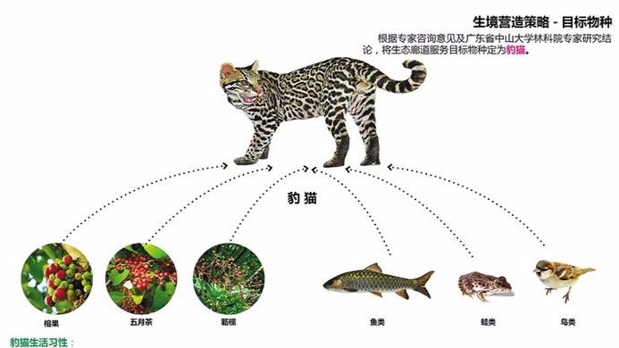 大鹏要为豹猫猪獾架桥 选址在排牙山和七娘山节点，年底开工