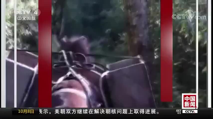 大熊猫与马“狭路相逢”谁胜？结果你想不到