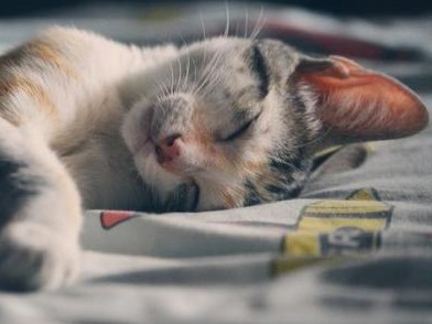 睡眠2小时精神一整天？ 梦中果蝇给出答案 