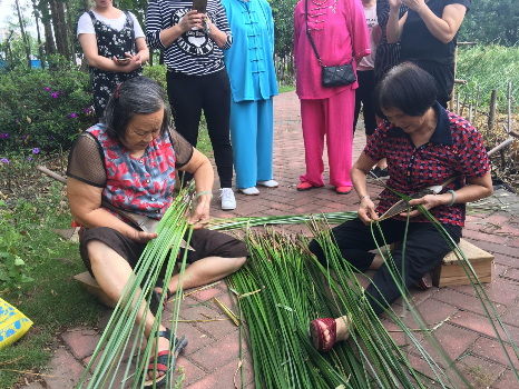 东莞厚街再现“莞草”收割盛景