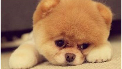 一大波萌犬等你带它们回家！这个周末约吗？