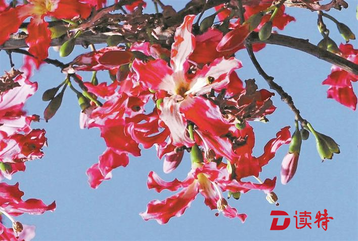 美丽异木棉 花开靓鹏城