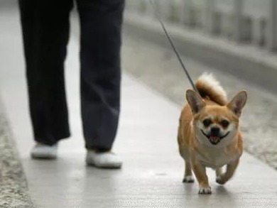 律师及政协委员呼吁：养犬人规则意识亟待加强
