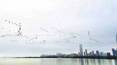 深圳湾上空飞来很多鸟，难道是南飞的“大雁”？