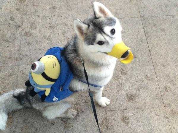 武汉物管新规：犬只出户不戴嘴套罚千元 物业怠职罚3万 