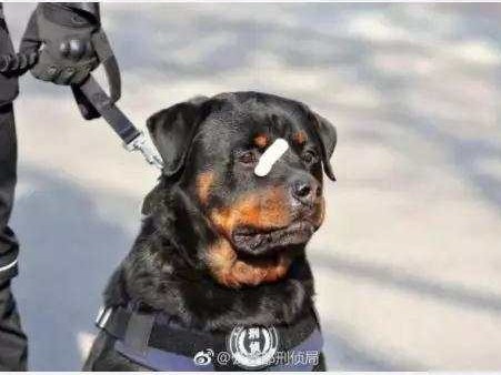 又萌又刚！警犬受伤贴创可贴走红 网友：男子汉的勋章