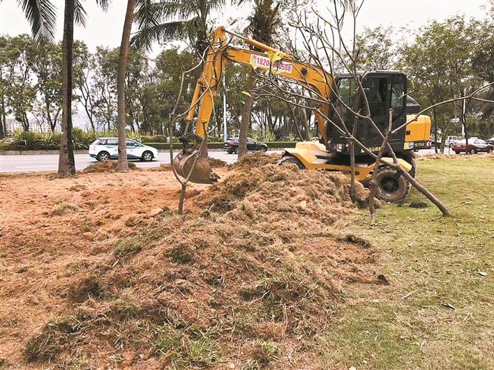深圳湾7公里绿化带被铲除重植，人大代表呼吁钱要花在关键处
