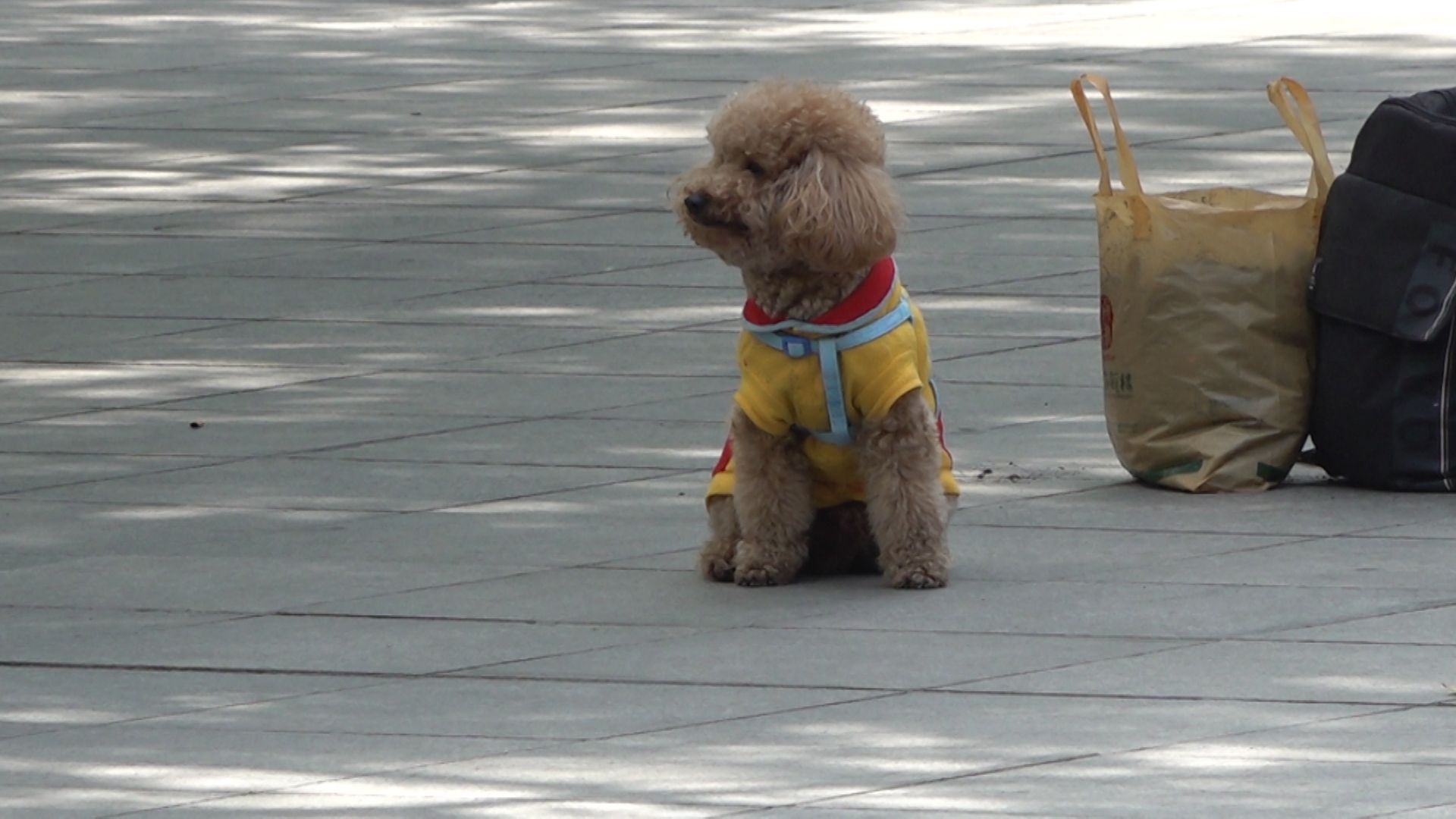 新闻路上说说说丨全市公园禁止携犬进入 你看到过吗？