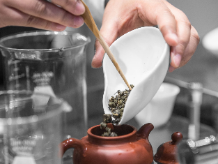 “树下喝茶”带你体验茶的禅意和乐趣