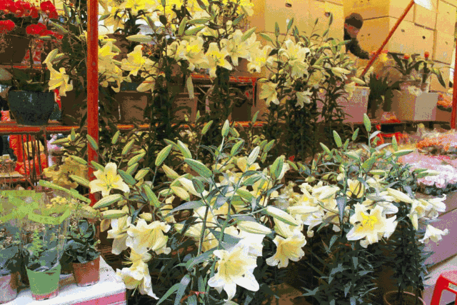 2019深圳迎春花市马上要来啦！逛花市+看花展+嘉年华等你来