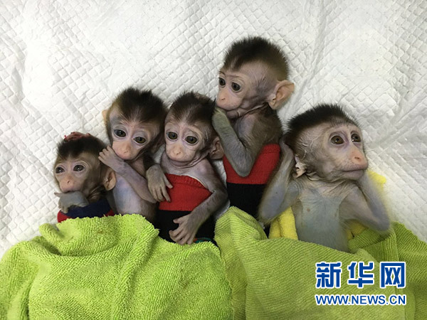 世界首批体细胞克隆疾病模型猴在中国诞生