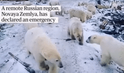 今天是国际北极熊日：它们成为了气候变化的“难民”
