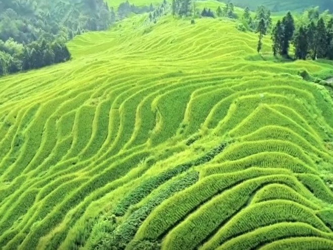 植树节宣传片 | 带着地球去远方