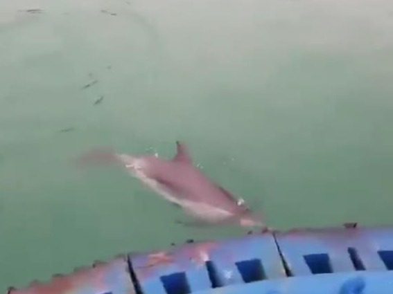海豚在这里安家啦？今年以来它们第三次现身深圳这片海域