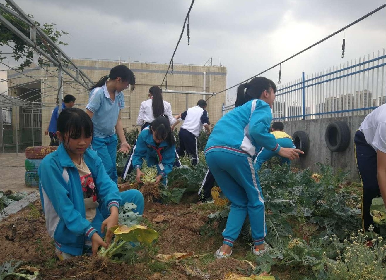 校舍屋顶变身“尚美农场”！惠州的小学生自己种菜卖菜做公益