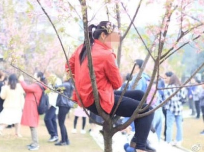 每年如此！武汉大学又遇“樱花劫” 游客爬树折花枝 
