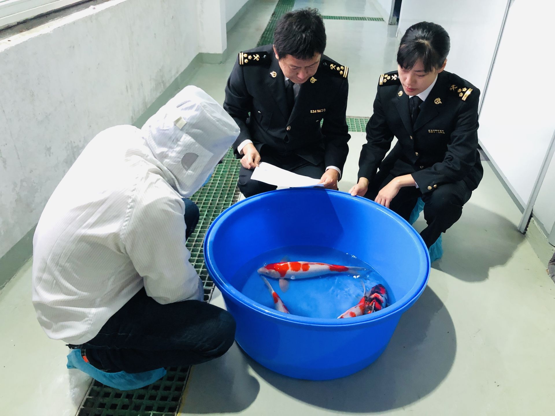 好火爆！深圳口岸进口日本锦鲤数全国第一