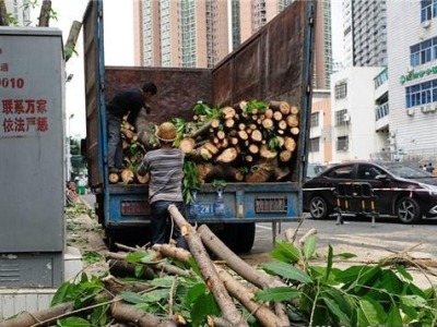 扛住了“山竹”的大树为何集体被砍？罗湖城管和交通局回应了