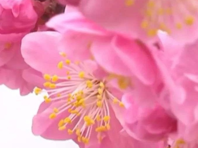 真相了！原来花粉过敏的“元凶”不是花，而是树和草！ 
