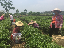 高美茶，精准扶贫扶出一片新天地