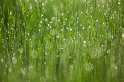 今日谷雨，谷雨养生应遵循春季养生原则