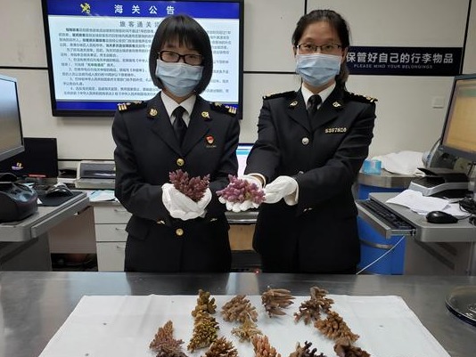 活的石珊瑚原来长这样！旅客违规携带15株过关被深圳海关截获