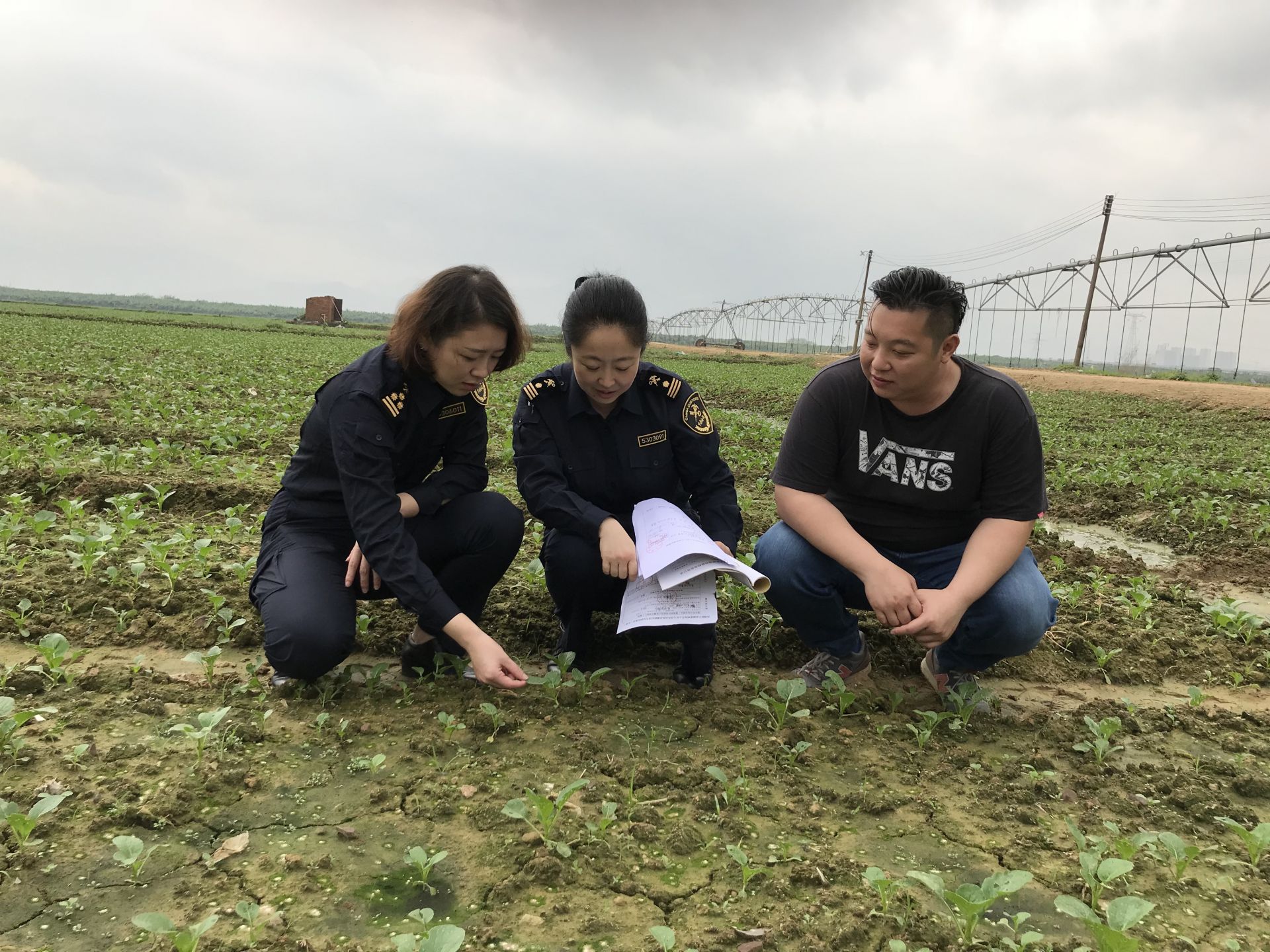 供港蔬菜品质优质供应充足  一季度蔬菜日均出货近1400吨