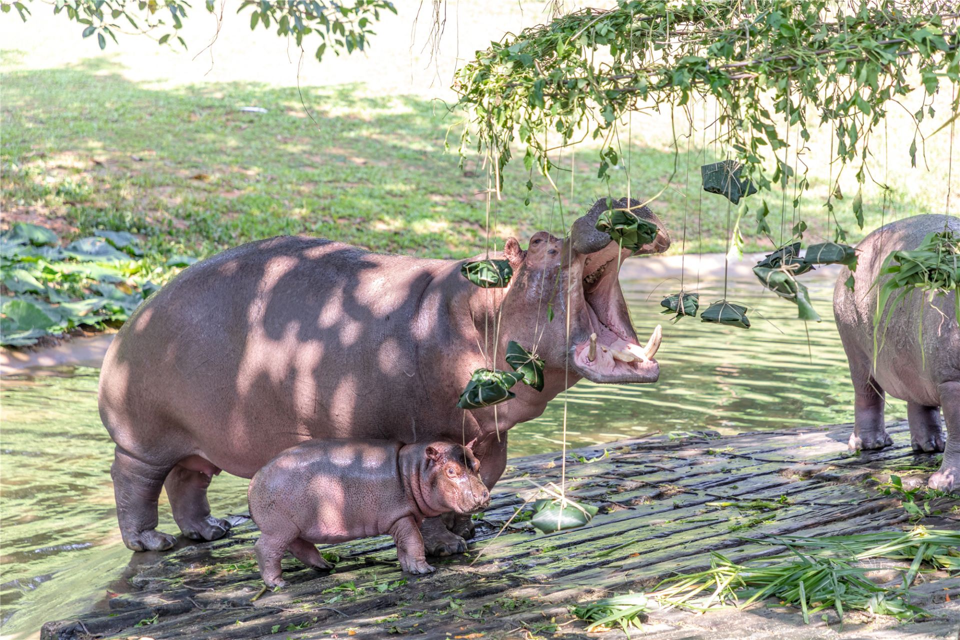 大胃河马吃多少粽子才饱1000只