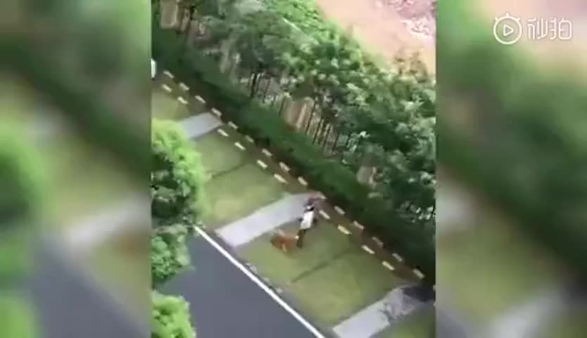 惊呆！男子遛狗不牵绳小狗被咬死，竟乱棍打死金毛犬报仇…