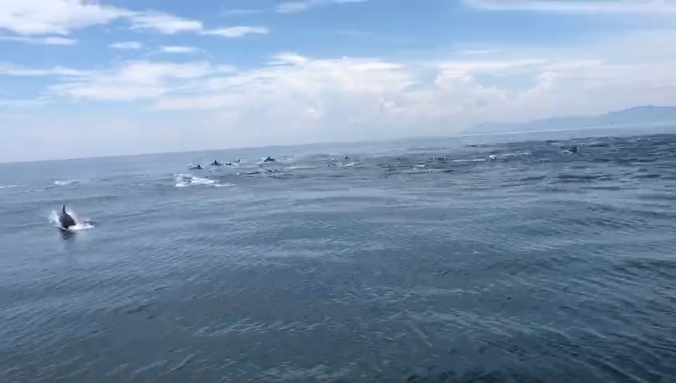 壮观！百头海豚在大海中嬉戏追逐，网友拍下难得一见的场面