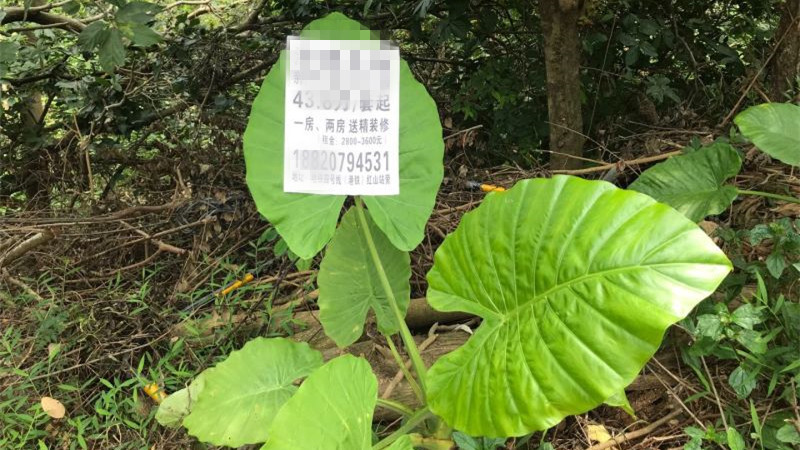 这是谁干的？谁干的！贴广告单竟然连路边的植物叶也不放过