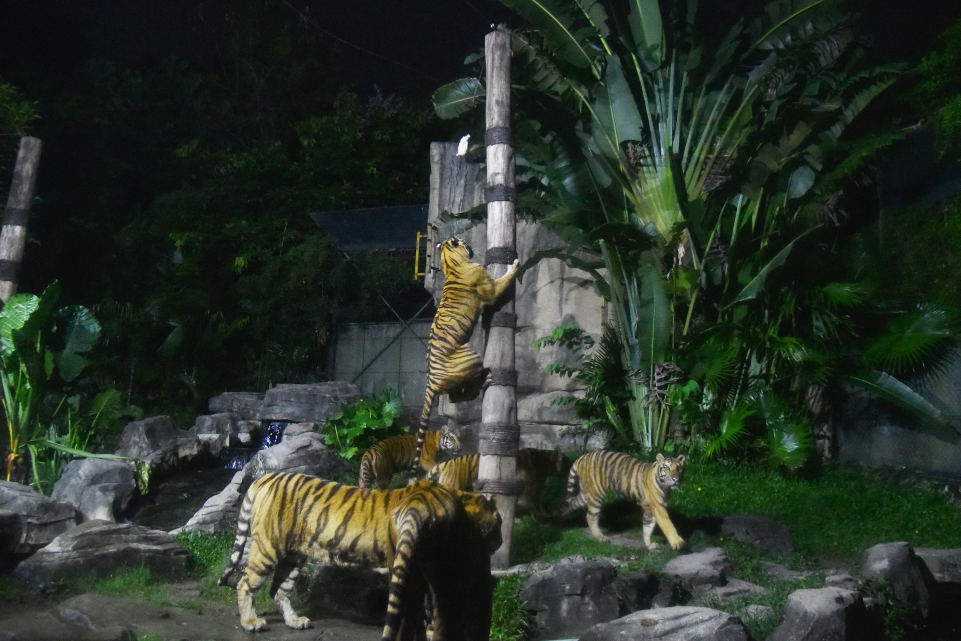 珠海长隆夜间动物园图片
