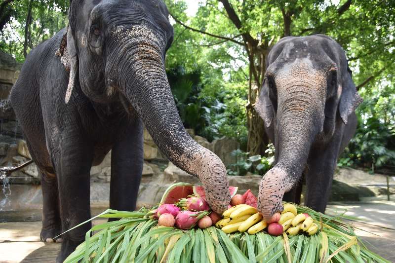 当天上午,深圳野生动物园饲养员为该园大象准备了苹果,香蕉,西瓜,火龙