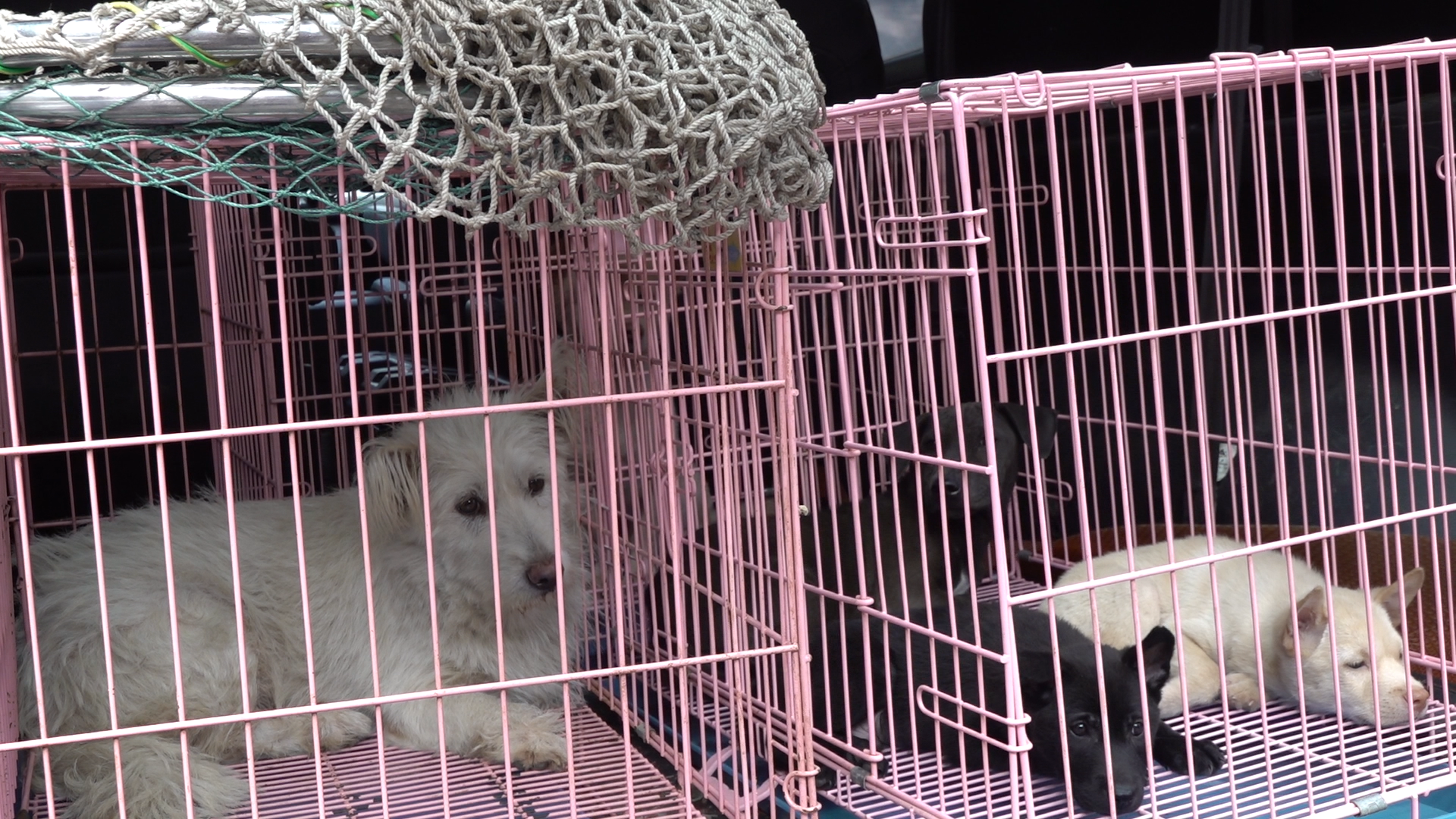 深圳重拳出击整治烈性犬、流浪犬！