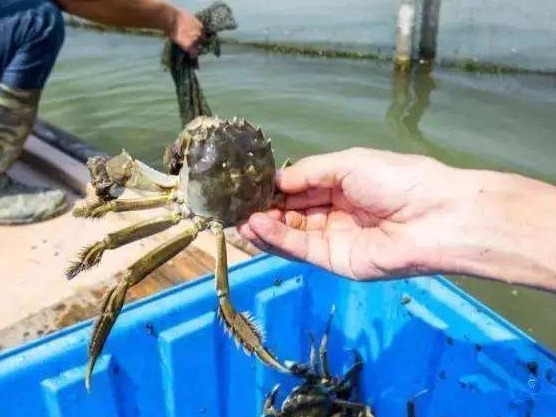 秋风再起