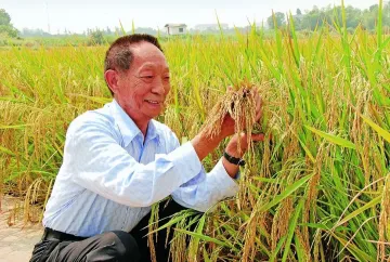 中国力量 | 杂交水稻：用种子改变世界的“东方魔稻”