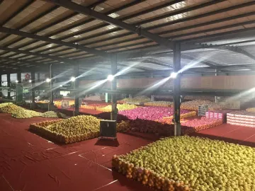 “壮丽70年·粤来粤好” | 这个产业园一年卖出一亿五千斤柚子