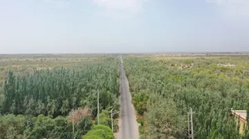 大局｜深圳企业中环油在塔克拉玛干扎根6年科学治沙造林33万亩
