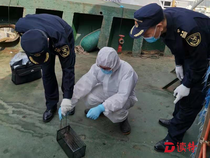 小东西存大隐患 俩老鼠乘船入境，被汕头海关截获  