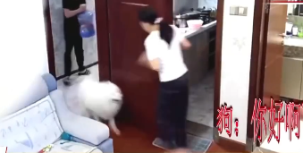狗狗趁主人取外卖窜进邻居家乱跳乱叫，狗主人流泪道歉