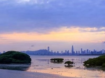 自然资源部生态修复司点赞：深圳红树婆娑鸥鹭翔集的美丽湾区  