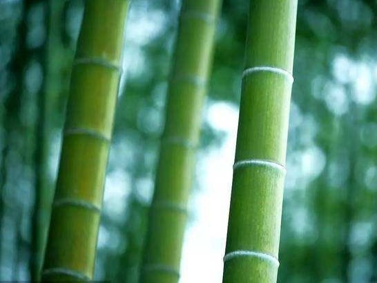竹林里那群优雅的人