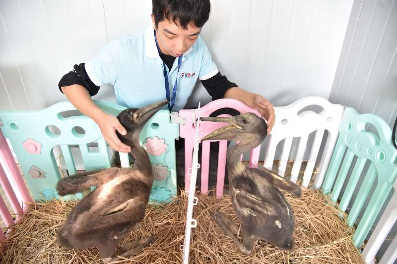 深圳野生动物园首次人工喂养成活白鹈鹕