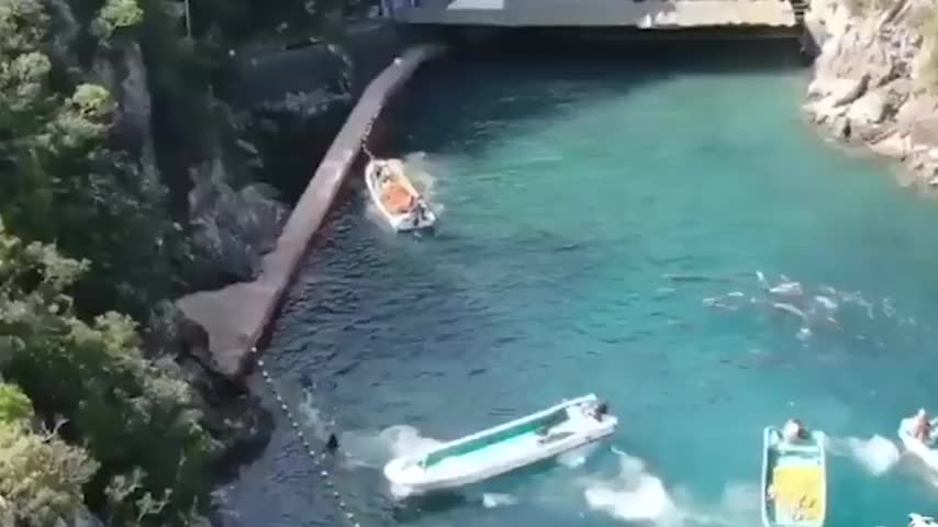 残忍至极！海豚保护组织曝光日本太极町捕杀海豚现场画面