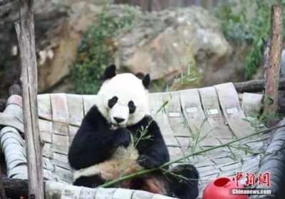 旅美大熊猫回家听不懂中文咋办？网友操碎了心 