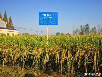 亩产1365公斤！袁隆平团队长江中游双季稻产量创新高