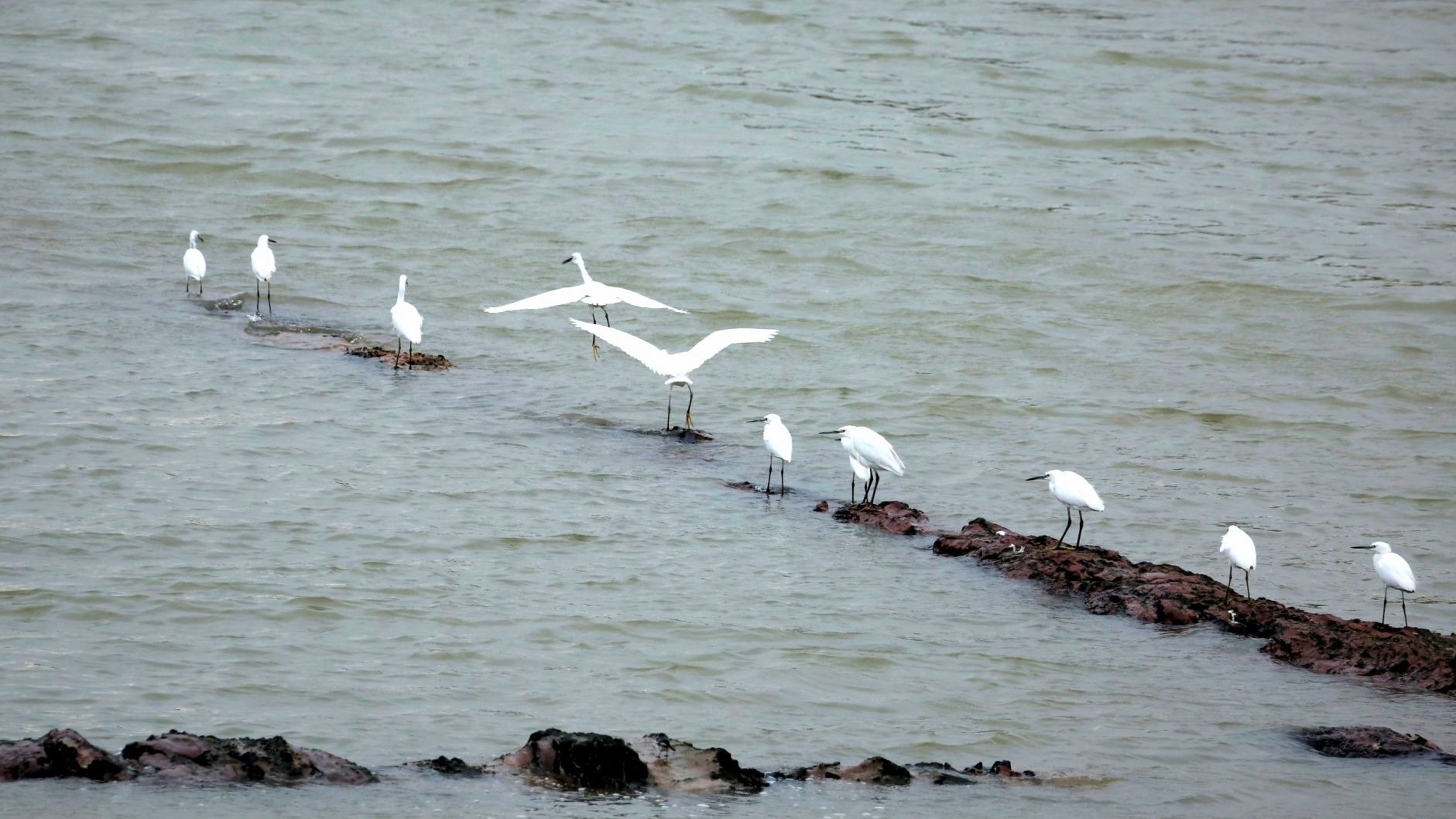 河畅水清、白鹭翩翩，这才是我想要的东莞石马河